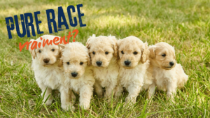 portée de chiots croiséés avec la mention pure race vraiment?