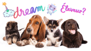 photos de 4 chiots de racedifférente avec les mots éleveur et dream