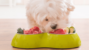 chien de type bichon qui mange de la nourriture cru dans un bol vert