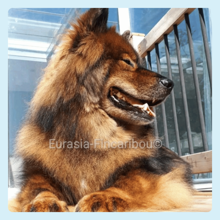 Kodiak, un Eurasier, couché sur la terrasse