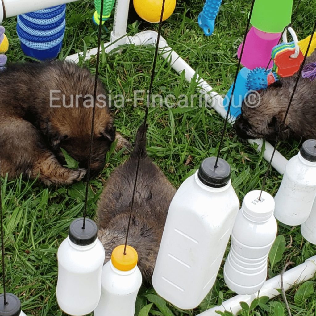 chiots âgés de 4 semaines, dans l'herbe avec un jeu de socialisation