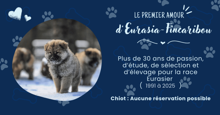 affichette Eurasier