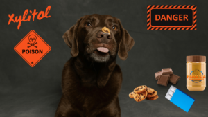 labrador brun avec du beurre d'arachide sur le museau, le mot xylitol et deux affiches Danger et Poison