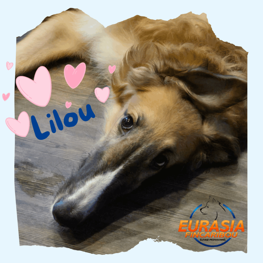 photo de Lilou, un chiot Barzoï de 7 mois