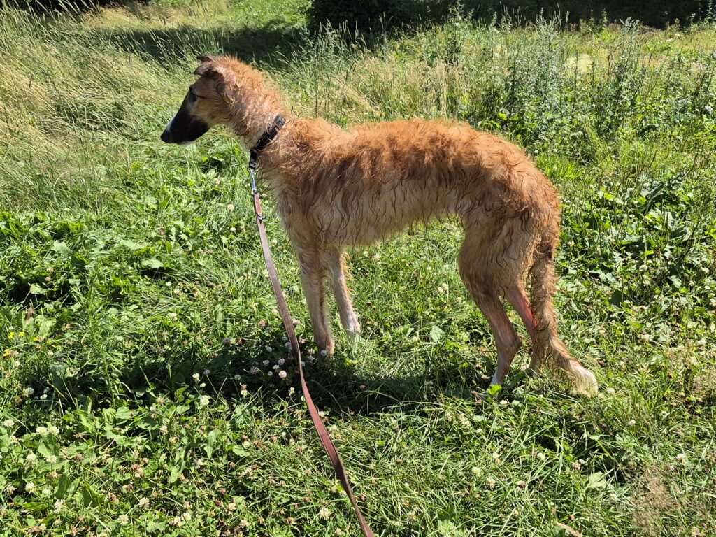 Lilou de profil