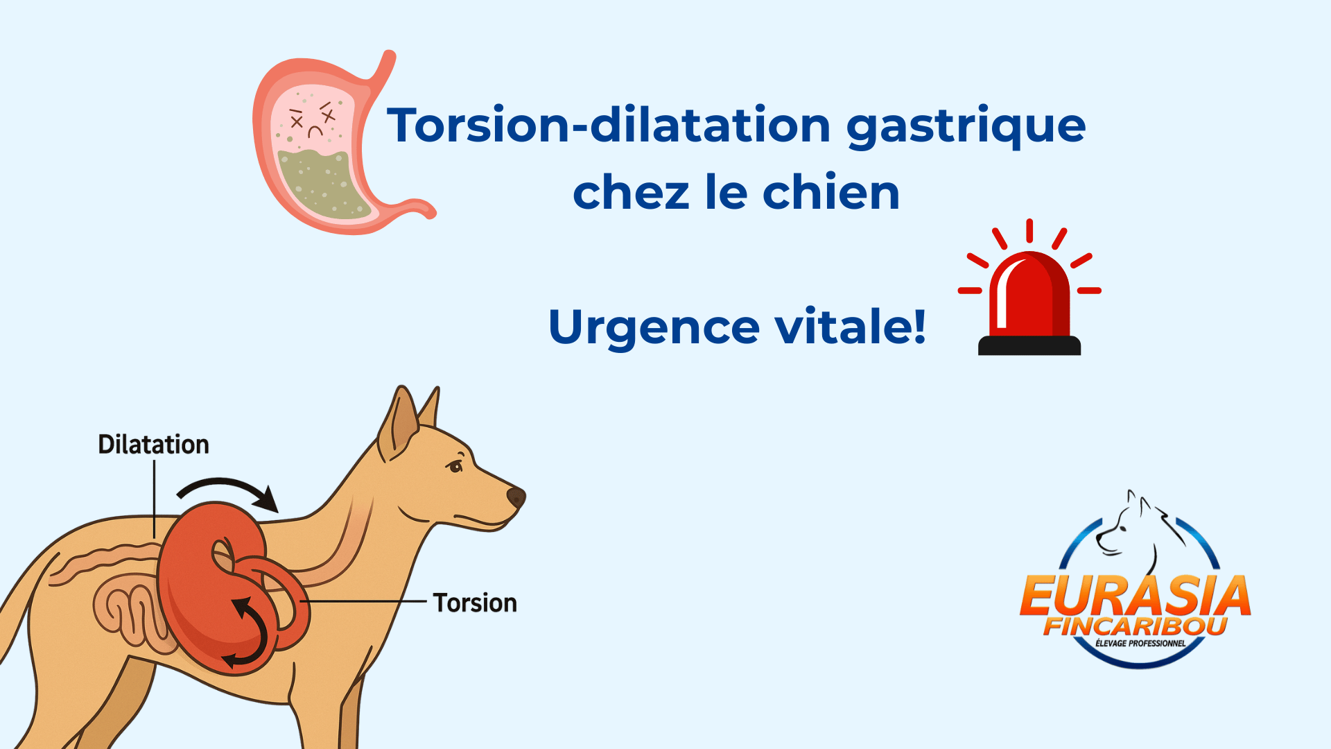 illustration d'un estomac trop plein qui se sent mal et illustration d'un chien avec l'estomac en torsion-dilatation