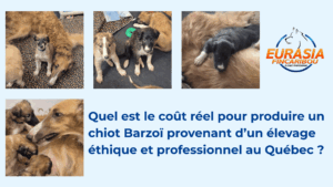 bannière comprenant un montage de 4 photos de chiots Barzoï avec leur mère et le logo Eurasia-Fincaribou