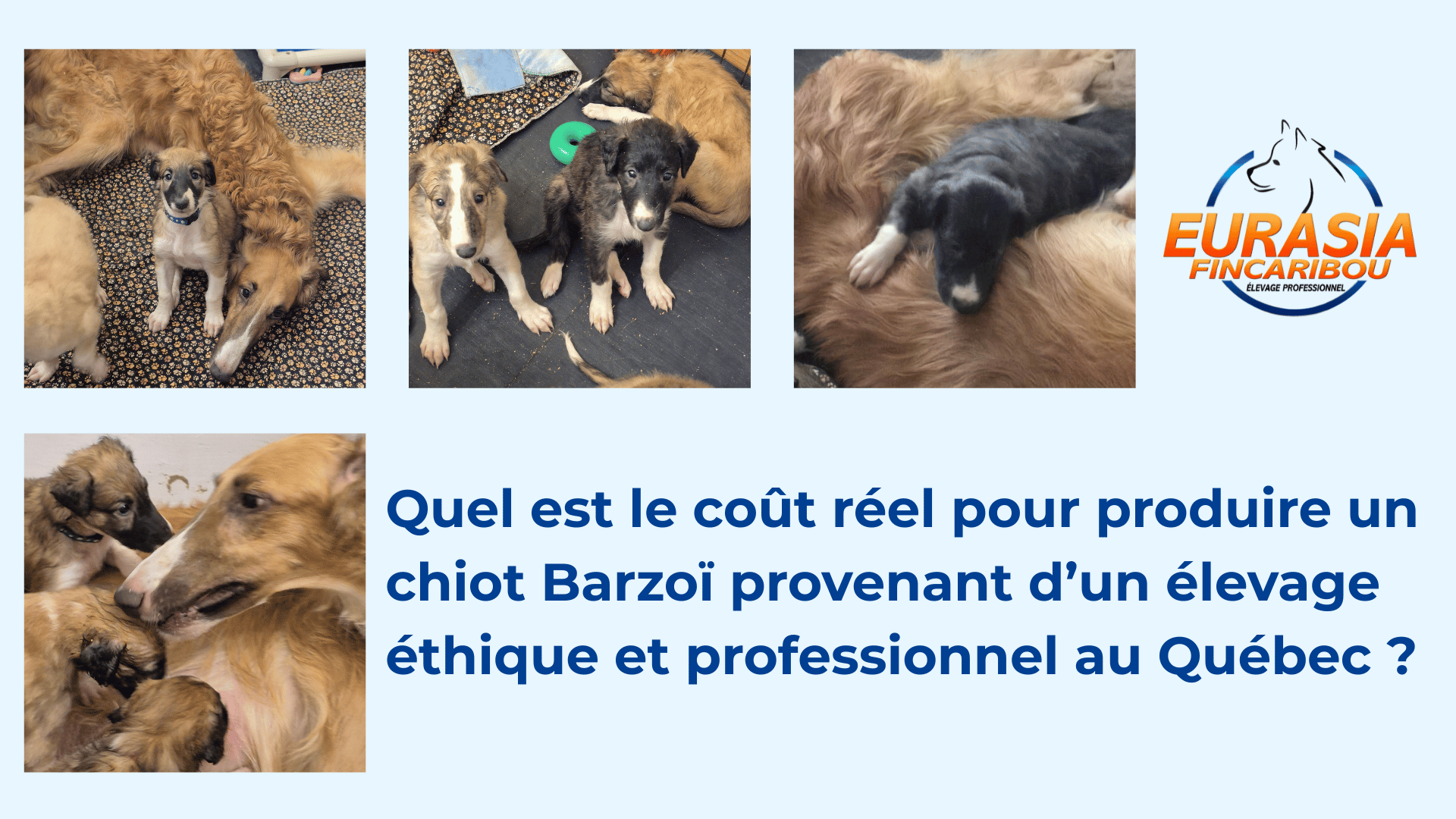 bannière comprenant un montage de 4 photos de chiots Barzoï avec leur mère et le logo Eurasia-Fincaribou