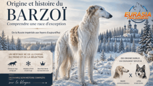 image IA représentant un Barzoï dans un paysage hivernal de Russie, avec le titre origine et histoire du Barzoï