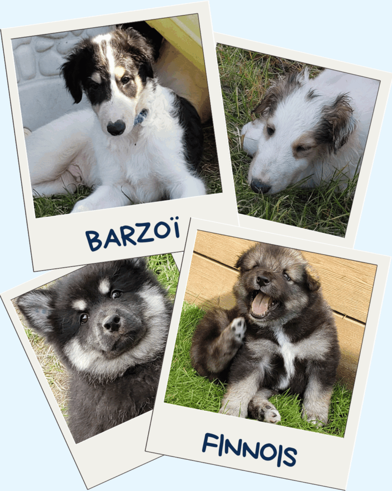 4 photos polaroid de chiots Barzoï et Finnois de Laponie