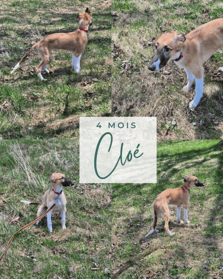 4 photos de Cloé une femelle Barzoï de 4 mois